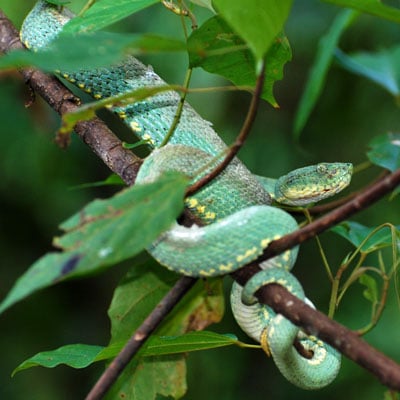 Forest Pit Viper
