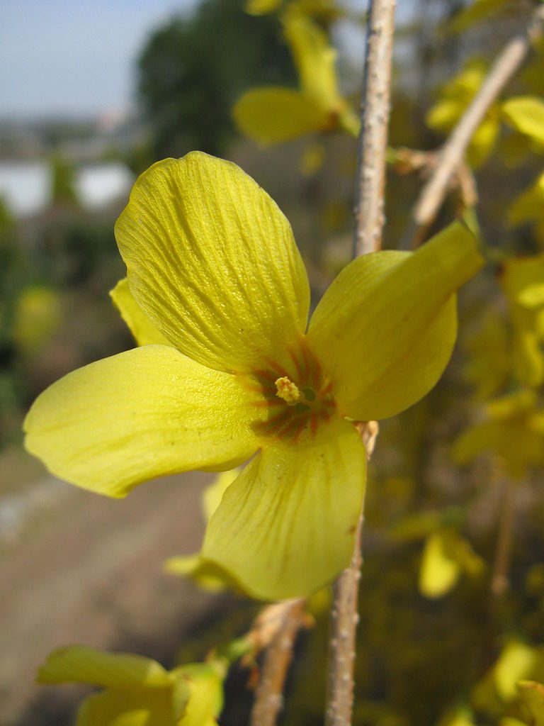 Forsythia – Mostly Found in Eastern Asia and in Southeast Europe