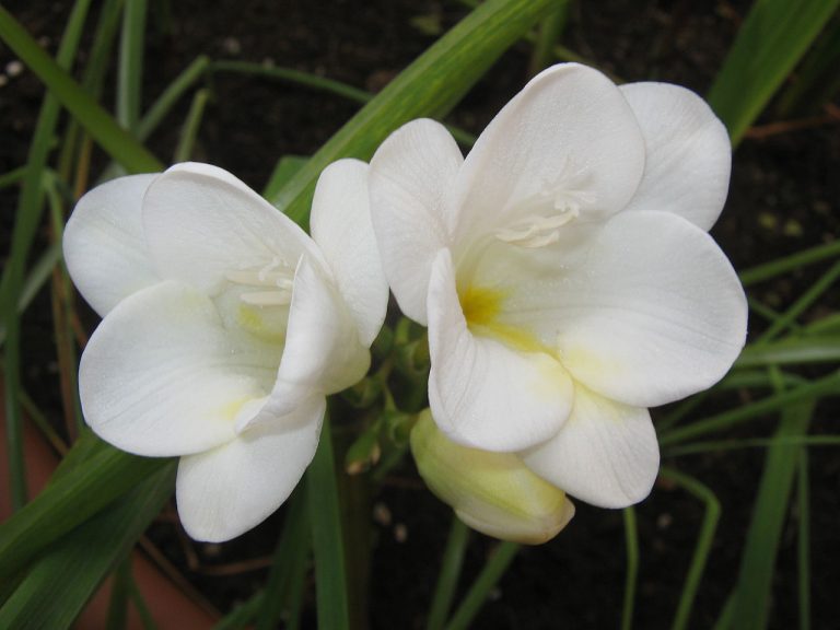 Freesias – The Lovely January Flowers From South Africa