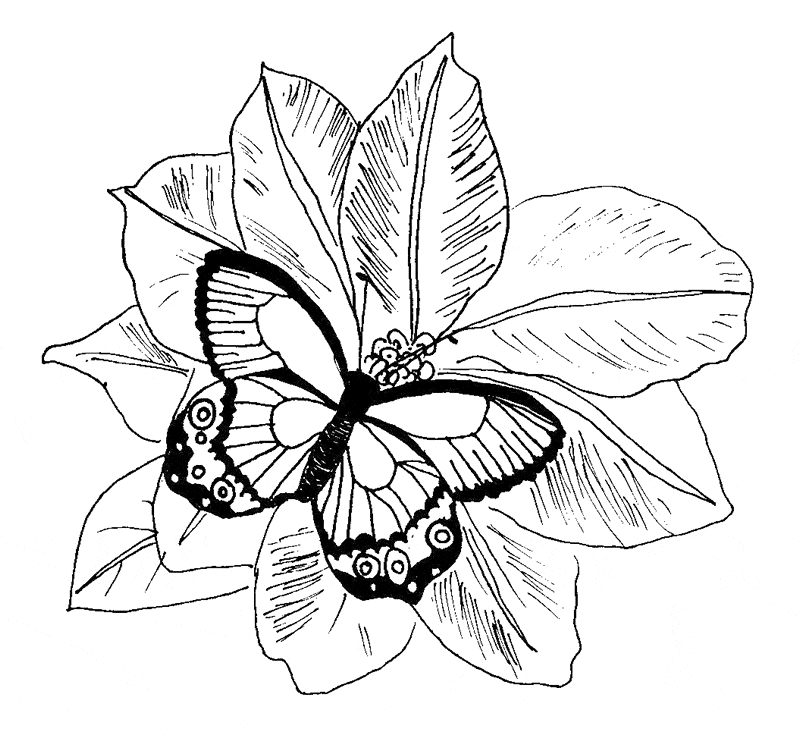 Fritillary Butterfly Coloring Page