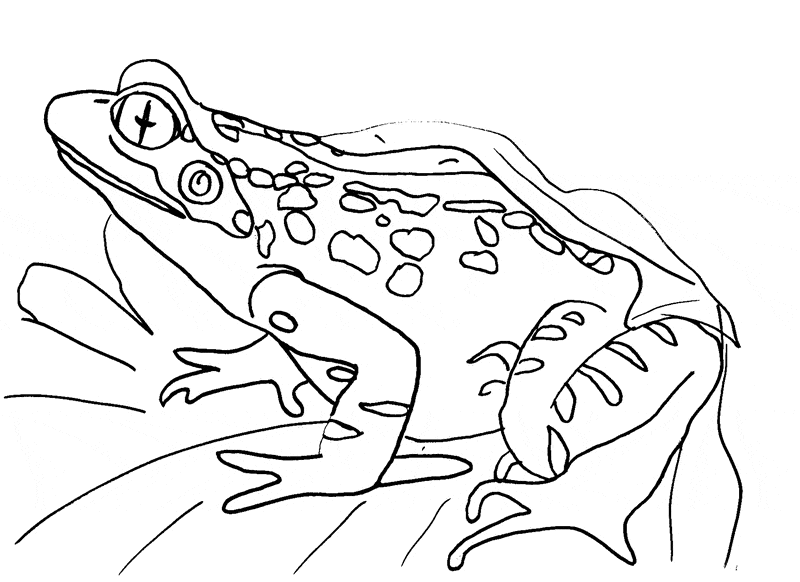 Frog coloring page 1