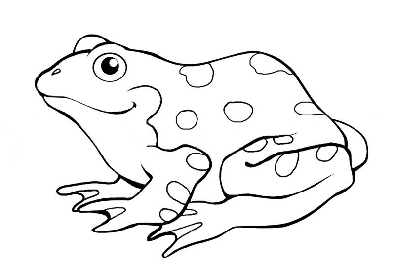 Frog coloring page 15