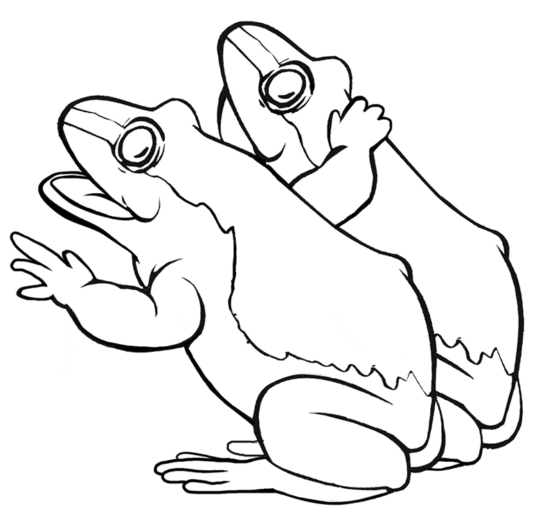 Frog coloring page 19