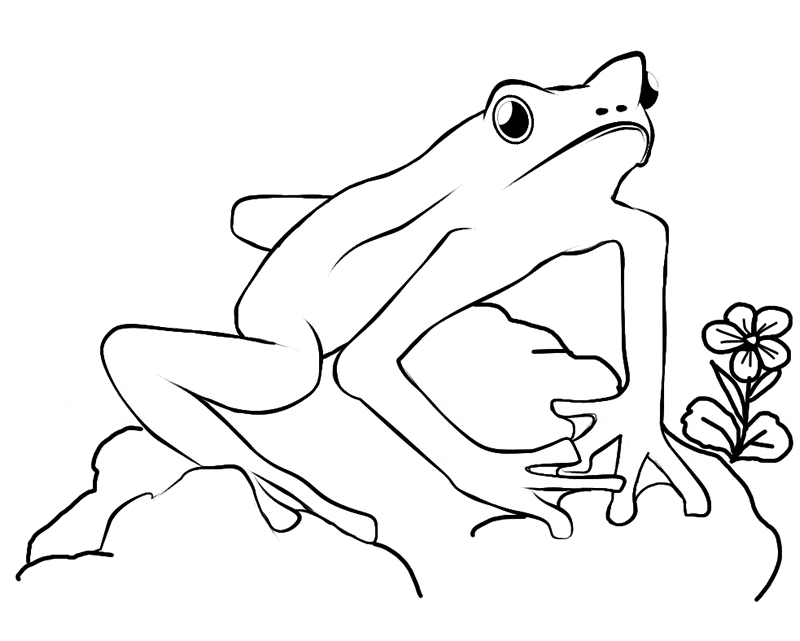 Frog coloring page 23