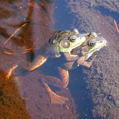 Frog reproduction