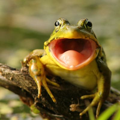 frog teeth