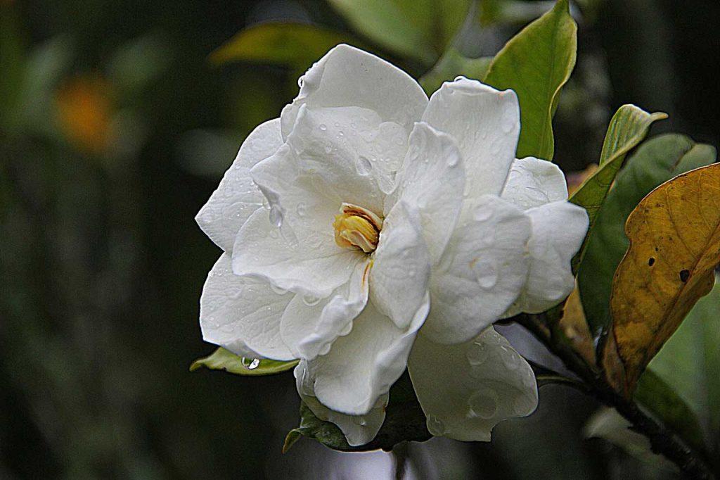 Gardenia Flowers - Learn About Nature