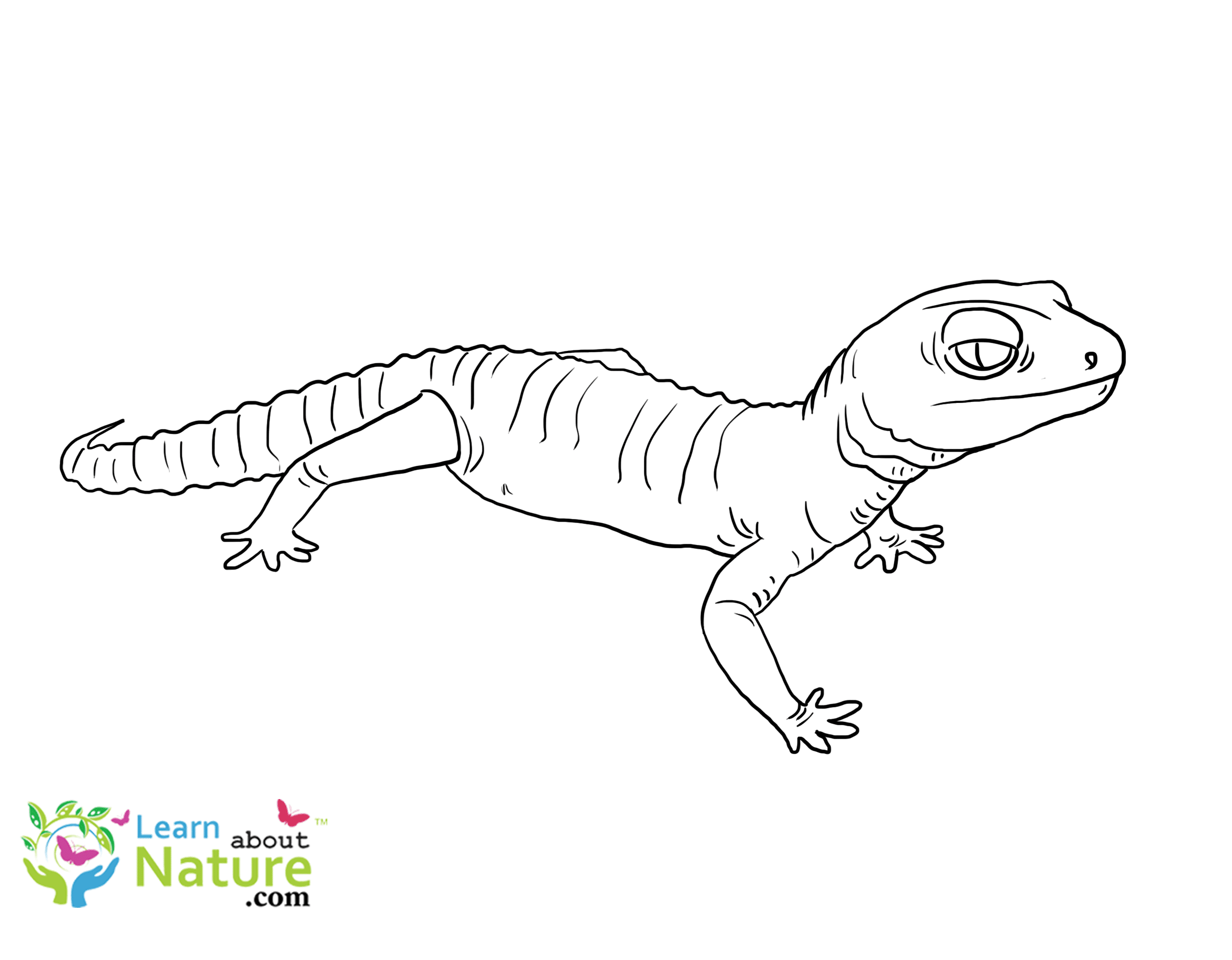 Coloring Pages Archives Learn About Nature