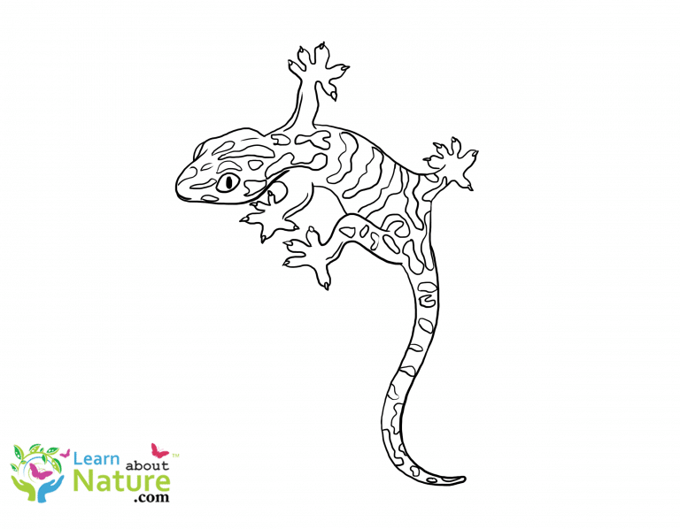 Gecko Coloring Pages Archives Learn About Nature