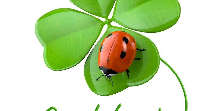 Are Ladybugs Good Luck Learn About Nature