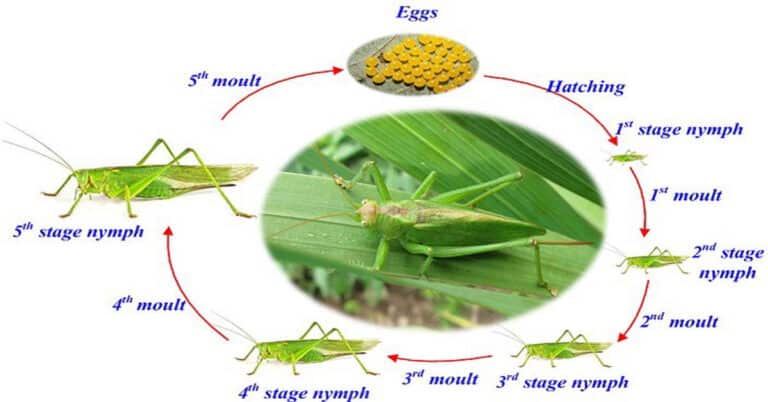 Grasshopper Life Cycle – 3 Stages & Unique Characteristics