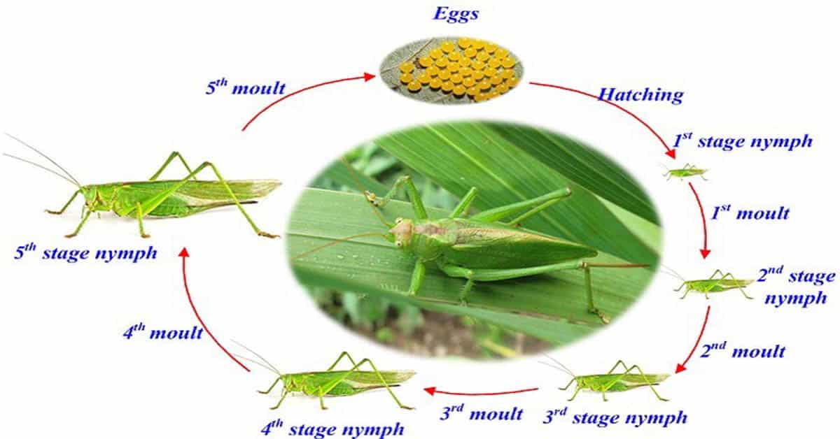 Grasshopper life cycle
