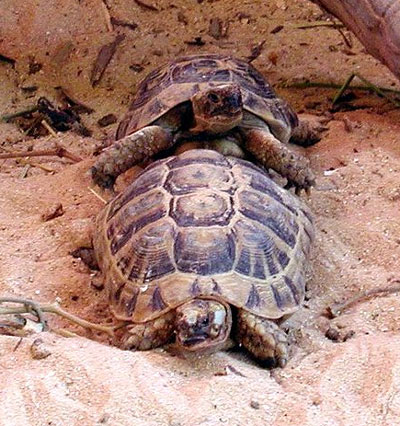 Greek Tortoises Breeding