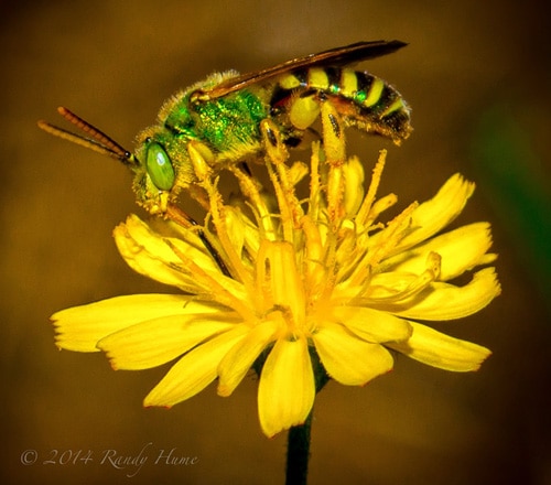 Green Bee