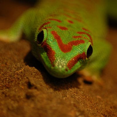 Green Day Gecko