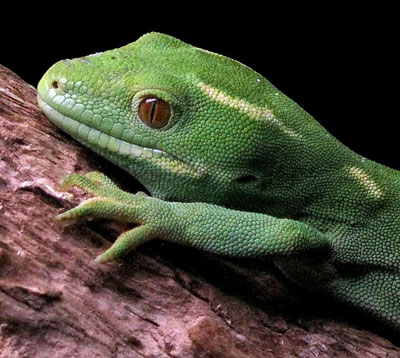 Green Gecko