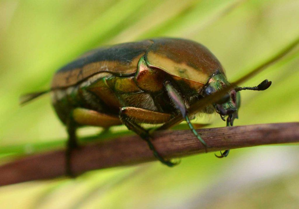 June Beetle