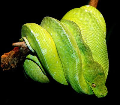 Tree Python