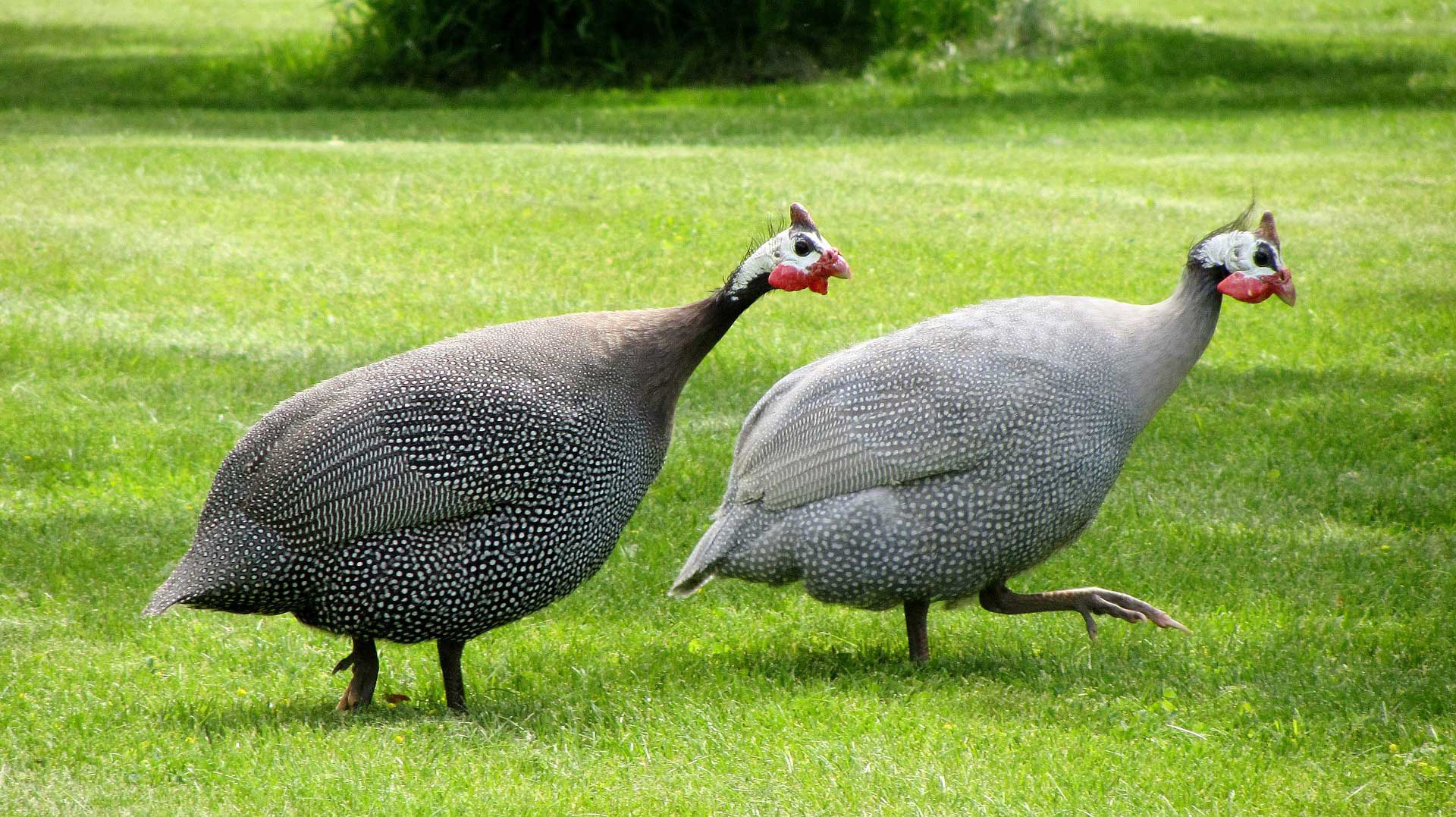 Guinea Fowl