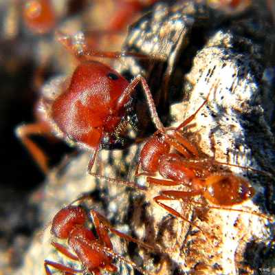 Florida Harvester Ants