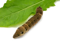 Hawkeye Moth Caterpillar