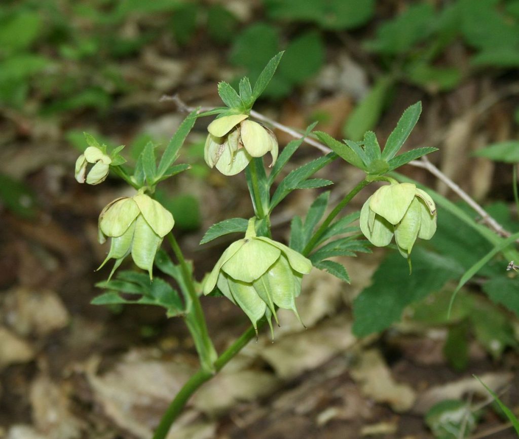 Hellebores