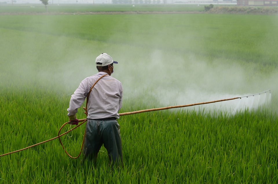Man Spraying Rice Field