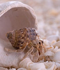 Hermit Crab Shell
