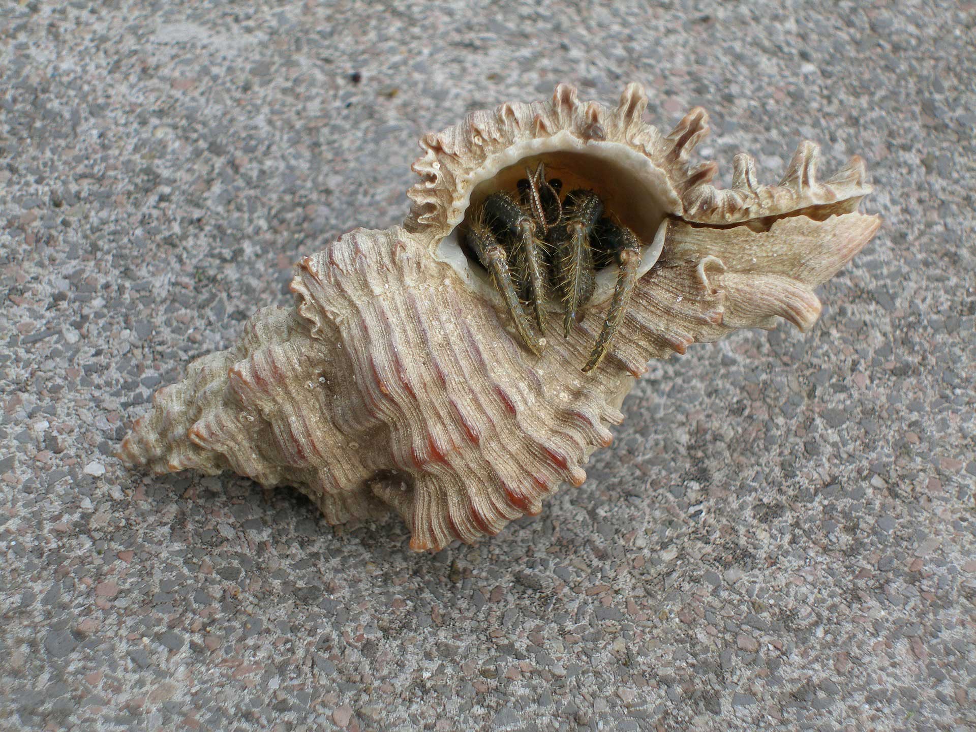 Hermit Crab Shell