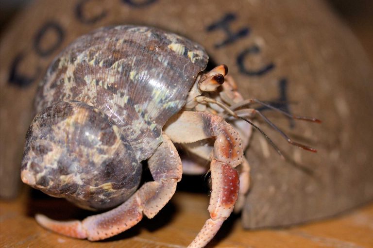 Choosing the Right Pet Hermit Crabs for Sale