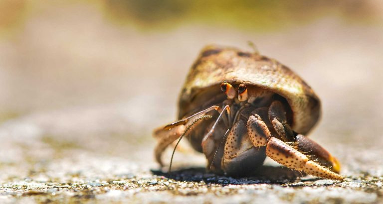 Hermit Crabs: The Molting Process