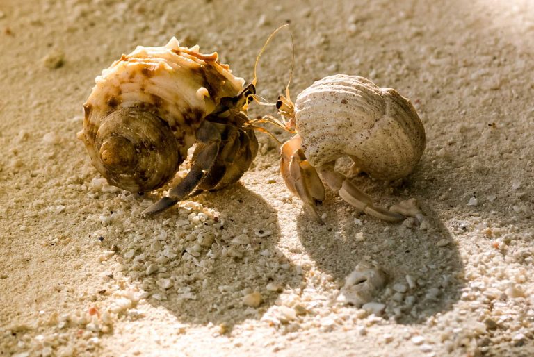 Pet Hermit Crab Care