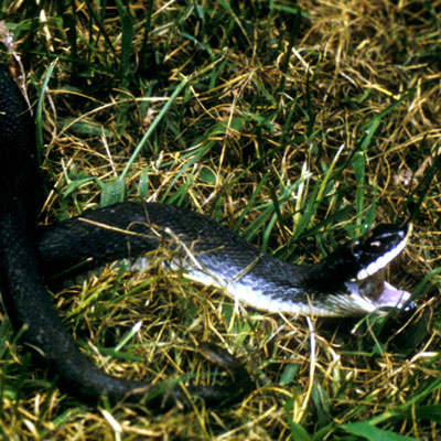Hog-nose Snake
