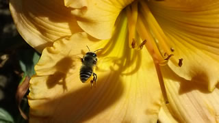 Honey bee visiting a flower