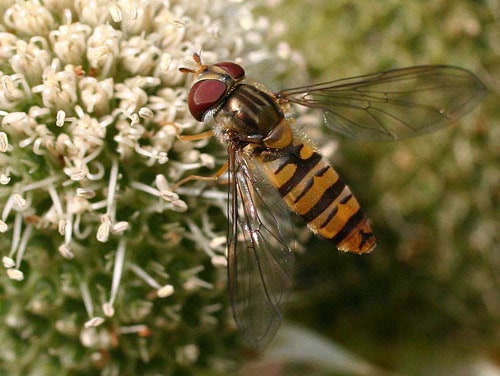Hoverfly Feeding on Nectar Plant