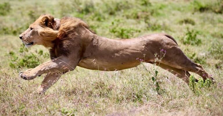 How Fast Are Lions?