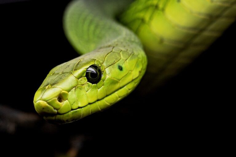 How Long Do Snakes Live?