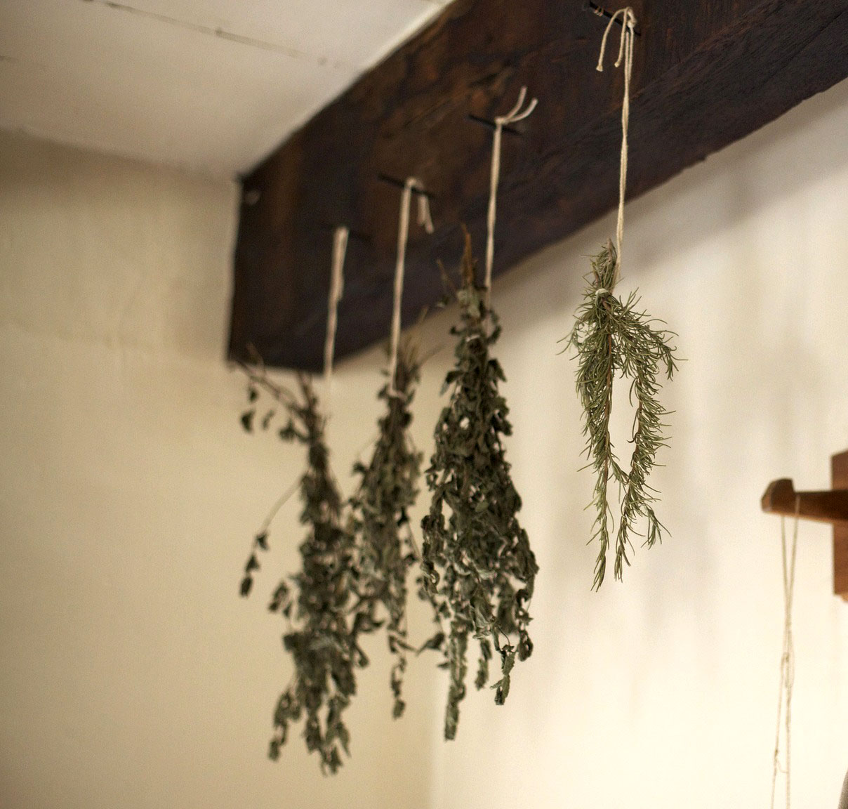 Herbs Drying