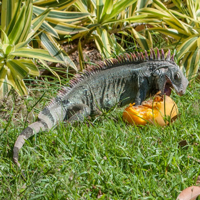 Iguana Eating Fruit