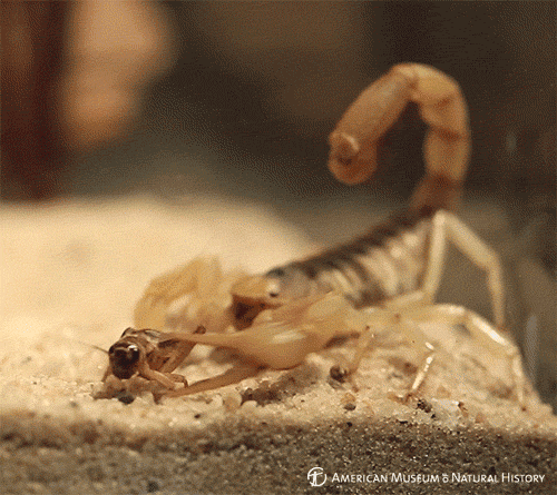 Desert Hairy Scorpion Eating 1