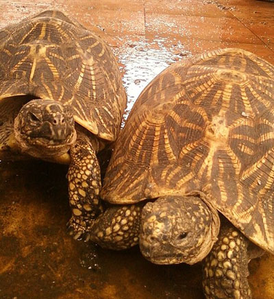 Indian Star Tortoises
