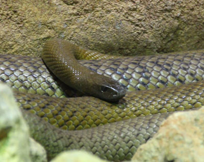 Inland Taipan Snake