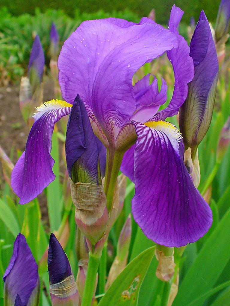 Iris Flowers – Symbolizing the Greek Goddess Iris and Faith, Hope, Wisdom and Courage