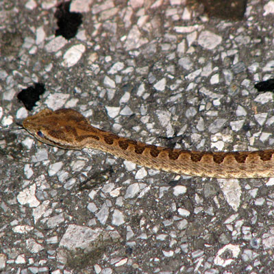 Japanese Pit Viper