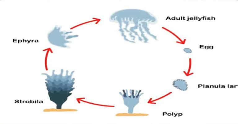 Jellyfish Life Cycle – Life stages, Death & Fascinating Facts