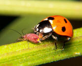 Ladybug Eats Aphid