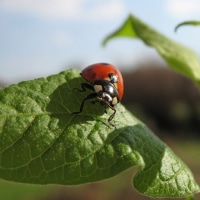 Ladybug Eating