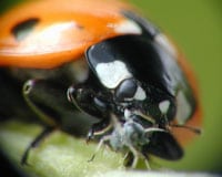 Ladybug eating