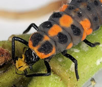 ladybug larvae eats aphid