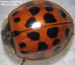 Ladybug Lots Spots